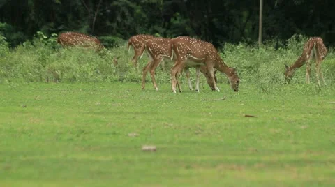 Spotted Deer - Chital (Axis axis) Stock Footage 11428340