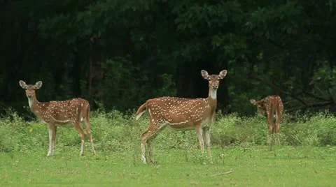 Spotted Deer - Chital (Axis axis) 1 Stock Footage 11428687