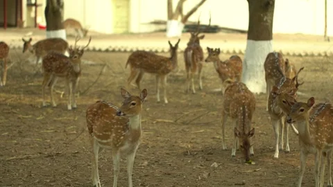 Spotted deer (Chital) movement in a protected wildlife enclosure. Video stock 332600226