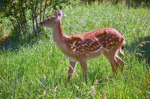 Spotted deer in a clearing in the forest. Summer landscape. Cervus nippon Stock Photos