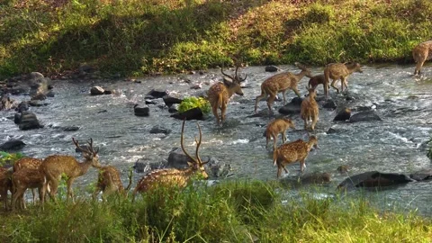 Spotted deer crossing by the forest river 動画素材 218175597