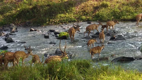 Spotted deer crossing by the forest river 01 動画素材 218177631