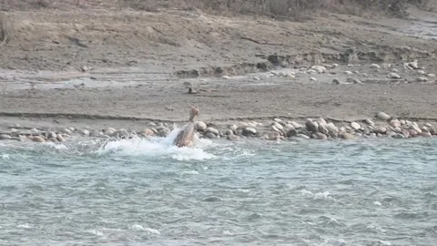 Spotted deer crossing a harsh stream in in Corbett national park Stock Footage 340514935