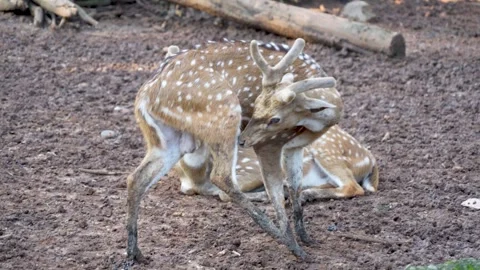 A spotted deer with developing antlers stands on muddy ground. Stock Footage 331155587