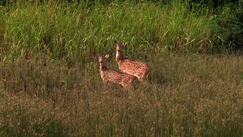 Spotted Deer Disappering in the Forest Wide Follow Shot Video stock 86153381