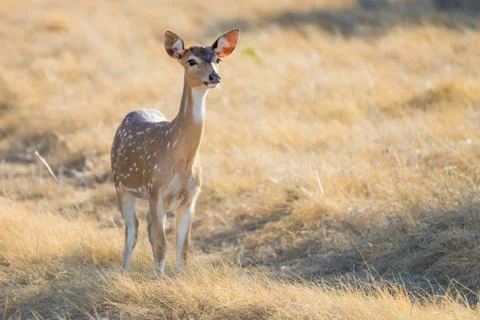 Spotted Deer Doe Foto stock