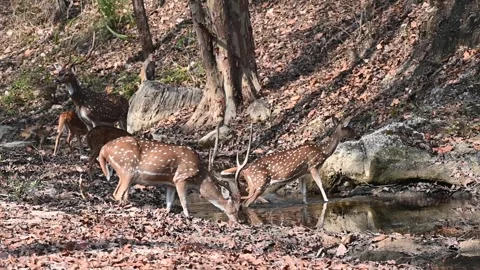 Spotted deer drinking from and crossing a pond in Pench national park Stock Footage 272926760