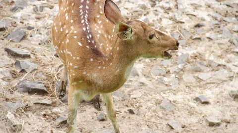 Spotted Deer Drinking 库存影片 32154894