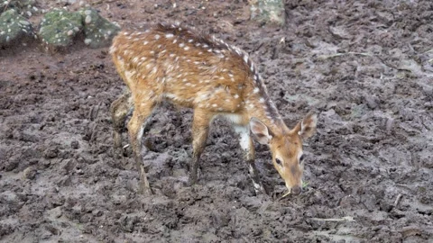 A Spotted Deer drinking from a muddy puddle. Stock Footage 331155271