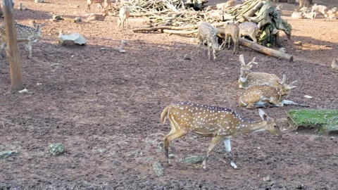A Spotted Deer drinking from a muddy puddle. Stock Footage 331155805