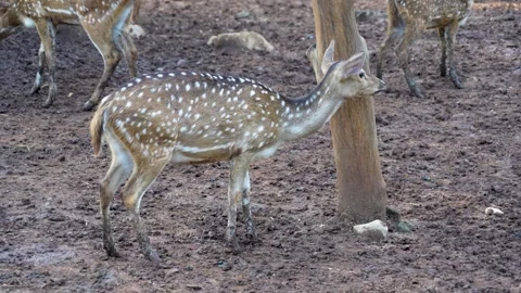 A Spotted Deer drinking from a muddy puddle. Stock Footage 331156152