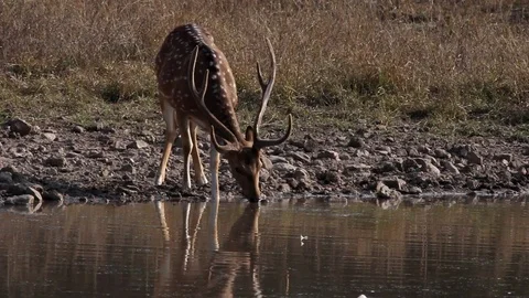 Spotted Deer Drinking Water with Reflection in Water at Ranthambore Video stock 86628669