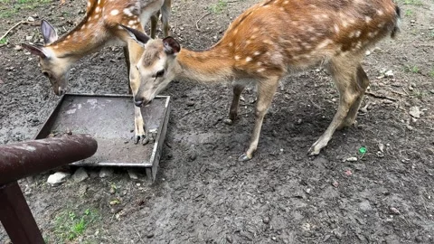 A spotted deer eats from a metal feeder in a wildlife park Stock Footage 337774567