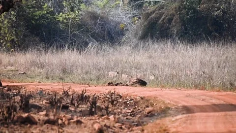 Spotted deer entering the big grass in Tadoba national park Stock Footage 307296792