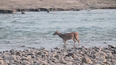 Spotted deer entering the waters of in Corbett national park Stock Footage 340514941