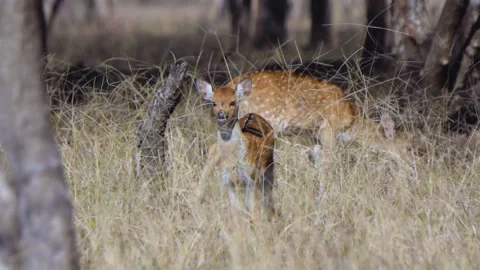 Spotted deer feeding and looking at the camera in Ranthambore Rajasthan Stock Footage 149869770