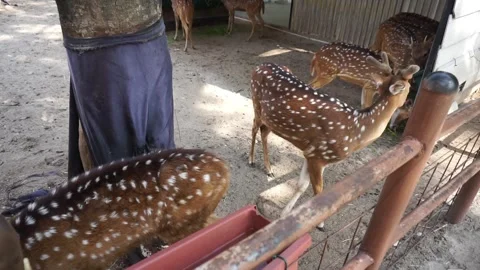 Spotted Deer Feeding at a Sanctuary Stock Footage 293100532