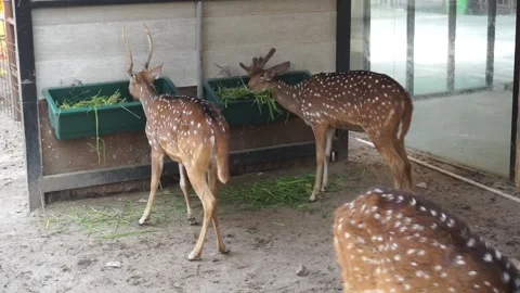 Spotted Deer Feeding at a Sanctuary Video stock 293100542