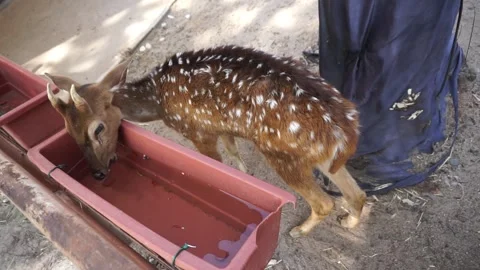 Spotted Deer Feeding at a Sanctuary Video stock 293100623