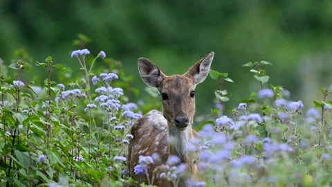 Spotted deer in flowers 스톡 동영상 330889076