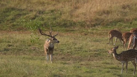 Spotted Deer Stock Footage 196825079