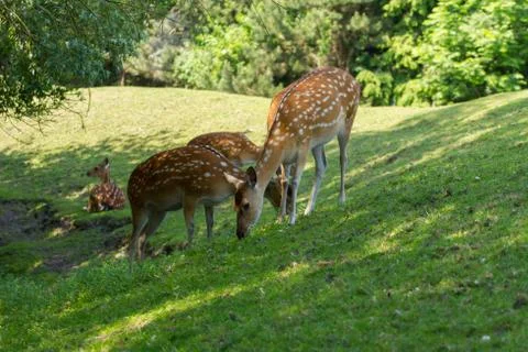 Spotted deer foraging Stock Photos