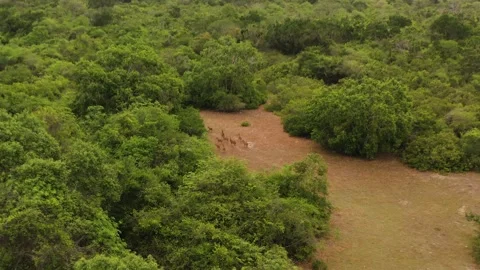 Spotted Deer in the forest. Sri Lanka. Stock Footage 321984384