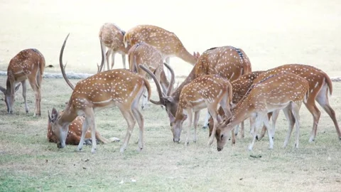 Spotted deer graze Stock Footage 94026069