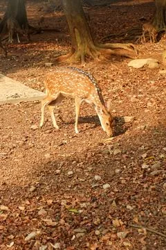 A spotted deer grazes on a patch of ground in a woodland environment. Stock Photos
