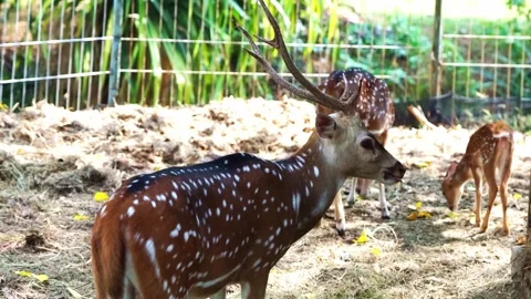Spotted deer grazing on dry grass in a wildlife park Stock Footage 304655155