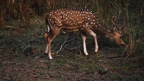 Spotted deer grazing elegantly in the jungle of Ranthambore Stock Footage 256641970