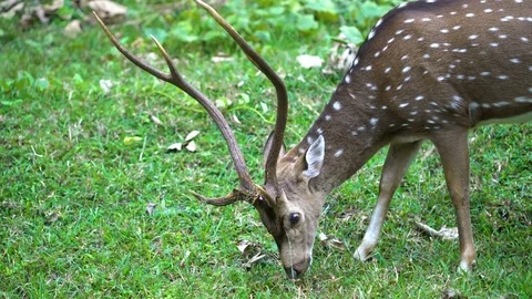 Spotted Deer Grazing on a Green Patch Stock Footage