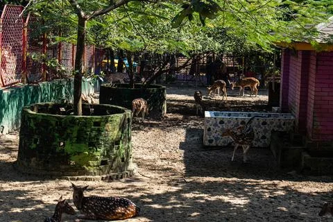 Spotted deer grazing inside Chattogram Zoo enclosure Stock Photos