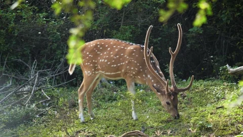 Spotted deer grazing peacefully in lush green meadow Stock Footage 308380916