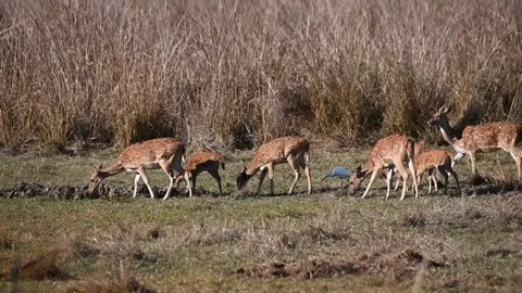 Spotted deer grazing in a singular line in Tadoba national park Stock Footage 307841753