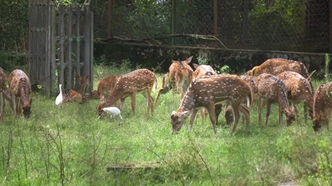 Spotted Deer Herd Grazing in Lush Green Forest Meadow with Birds Stockbeeldmateriaal 331056565