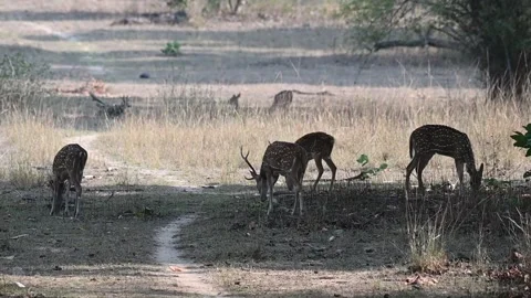 A spotted deer herd grazing together in Bandhavgarh national park Stock Footage 340408786