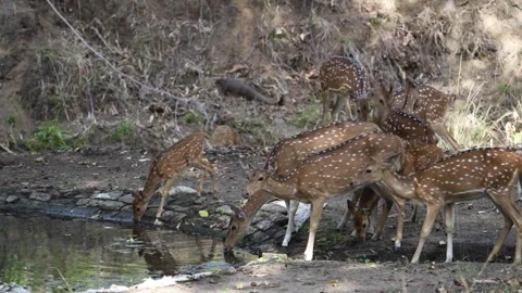 Spotted deer herd having water together in Pench national park Stock Footage 337941010