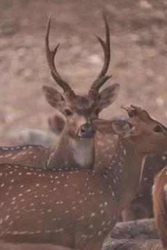 Spotted Deer Herd Stock Photos