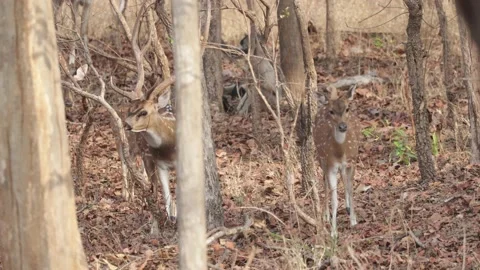 Spotted deer herd walking through forest Stock Footage 194621147