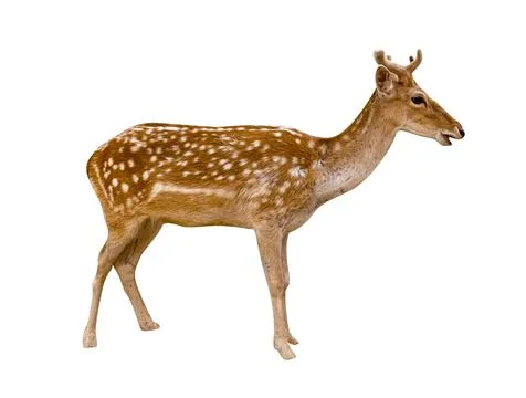 Spotted deer isolated on white background,include clipping path Stock Photos
