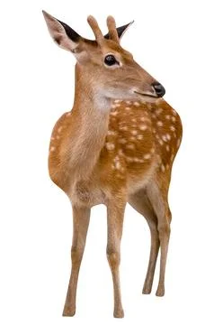Spotted deer isolated on white background,include clipping path Stock Photos