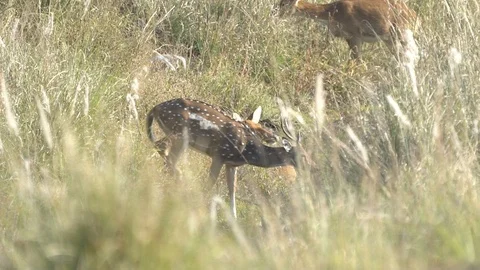Spotted Deer jumping into tall grass in Kanha National Park, Madhya Pradesh, Ind Stock Footage 104586455