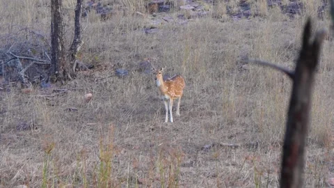 Spotted deer looking at the camera in the jungles of Ranthambore, Rajasthan  Stock Footage 149873002