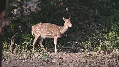 Spotted deer looking in the distance in in Corbett national park Stock Footage 340514913