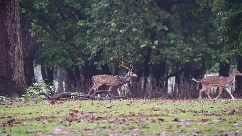 Spotted deer looking to mate in Kanha national park Stock Footage 313197455