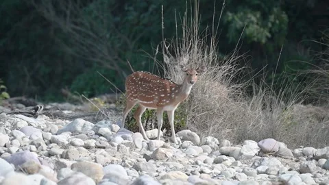 Spotted deer looking at us while flinching its nose in Corbett national park Stock Footage 266691363