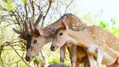 Spotted deer looks Video stock 93602775