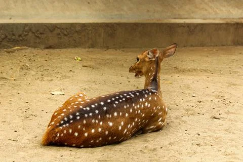 A spotted deer lying down Stock Photos