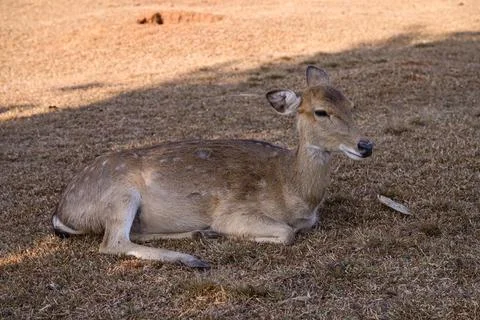 Spotted Deer is lying on the ground in the field. Stock Photos
